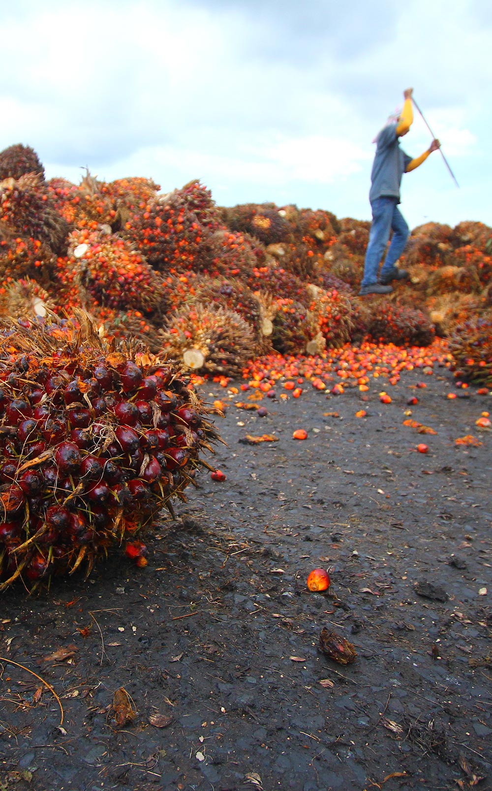 Palm fruit harvesting in Indonesia.