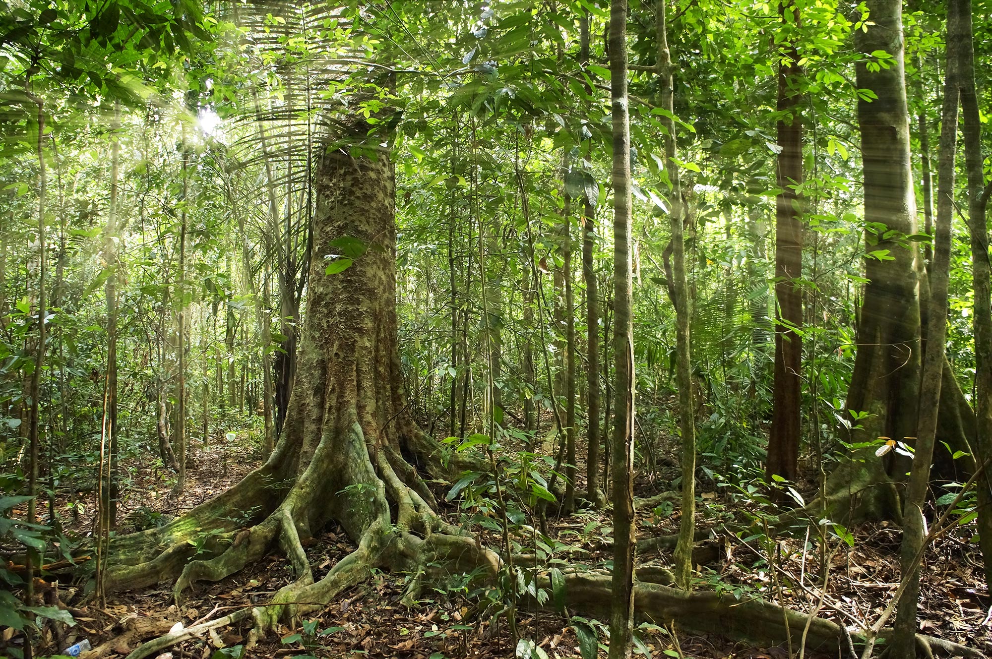 A rain forest.